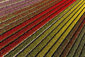 Images Dated 4th May 2016: Aerial view of the tulip fields in North Holland, Netherlands