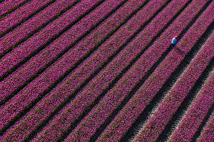 Images Dated 4th May 2016: Aerial view of the tulip fields in North Holland, Netherlands