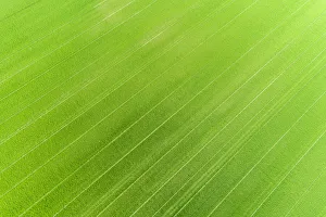 Aerial view of wheat field, Marion County, Illinois