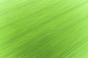 Images Dated 26th June 2024: Aerial view of wheat field, Marion County, Illinois