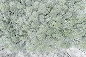 White Pine Prints: Aerial view of woods and white pine trees after a snowfall, Marion County, Illinois