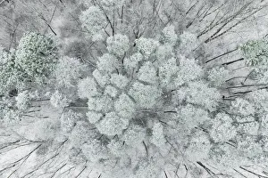 Images Dated 9th June 2021: Aerial view of woods and white pine trees after a snowfall, Marion County, Illinois