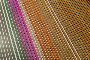 Australia Prints: Aerial of workers in colorful tulip fields, Edendale, Southland, South Island, New