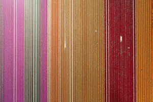 Images Dated 31st October 2017: Aerial of workers in colorful tulip fields, Edendale, Southland, South Island, New