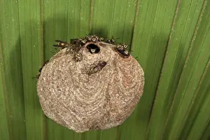 Biology Prints: Aerial Yellowjackets at paper nest (Vespinae) (Hymenoptera) Yasuni National Park
