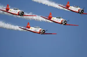 Air Plane Prints: Aero Shell Aerobatic Team in T-6 Texans and is trailing smoke in the sky
