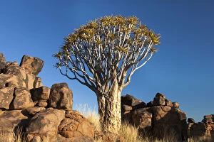Namibia Gallery: Afri Qca, Namibia, Keetmanshoop, Quiver Tree Forest, (Aloe dichotoma), Kokerbooms