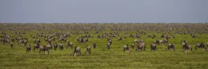 Images Dated 3rd February 2016: Africa, African, Connochaetes taurinus, Mara, River, Serengeti, Serengeti NP, Tanzania