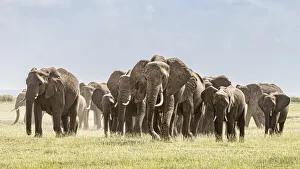 Africa, African elephant, Amboseli National Park. Panoramic of front of elephant herd