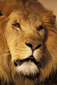 Lincoln Peak Prints: Africa. African male lion, or panthera leo