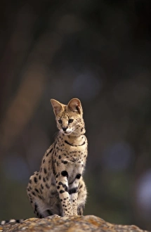 Serval Prints: Africa, African Savannah. Serval (Felis serval), captive