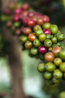 Images Dated 1st June 2012: Africa, Arusha, Tanzania, coffee plantation