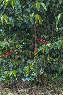 Arusha Prints: Africa, Arusha, Tanzania, coffee plantation