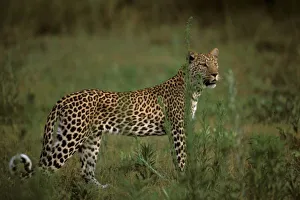 Africa, Botswana