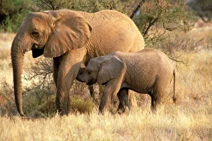 Africa, Botswana
