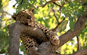 Africa, Botswana