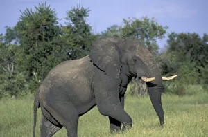 Prints of AFRICA, Botswana, Chobe National Park, Elephant (Loxodonta africana) feeds in lush grass Images Dated 2003 October: AFRICA, Botswana