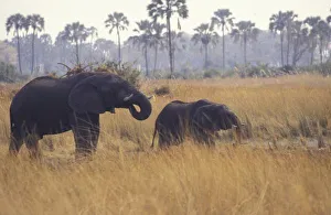 Images Dated 29th January 2004: AFRICA, Botswana