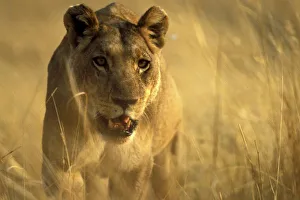 Africa, Botswana