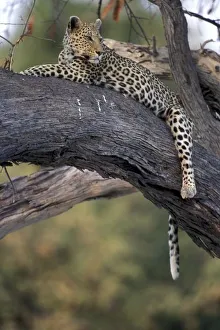Africa, Botswana