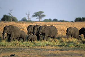 Africa, Botswana