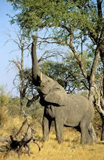 Africa, Botswana