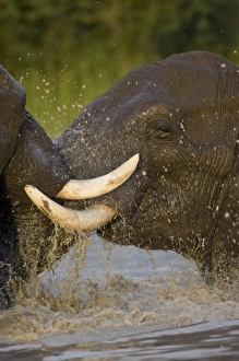 Africa, Botswana