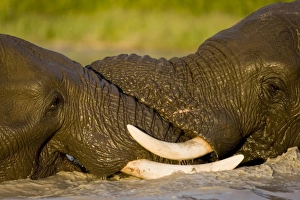 Africa, Botswana