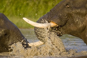 Images Dated 20th January 2008: Africa, Botswana