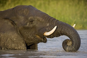 Images Dated 20th January 2008: Africa, Botswana