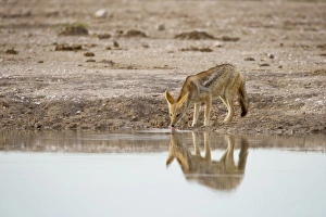Images Dated 5th January 2008: Africa, Botswana