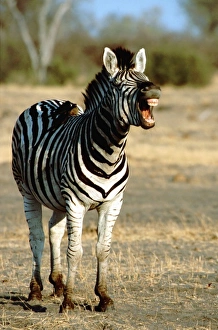 Africa, Botswana