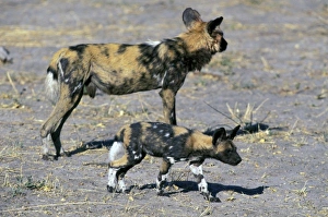 Africa, Botswana