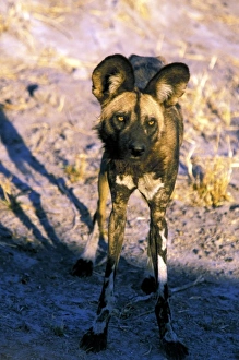 Africa, Botswana