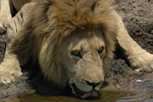 Images Dated 12th October 2005: Africa, Botswana