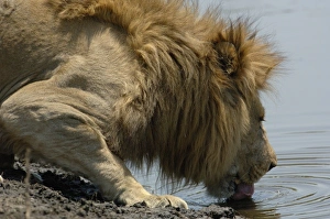 Images Dated 12th October 2005: Africa, Botswana
