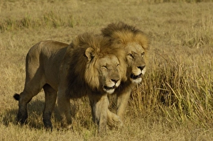Africa, Botswana