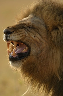 Images Dated 15th October 2005: Africa, Botswana