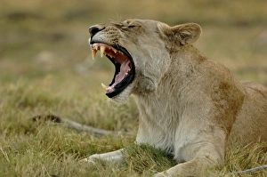 Images Dated 16th October 2005: Africa, Botswana