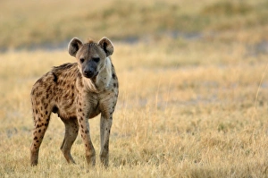 Images Dated 12th October 2005: Africa, Botswana