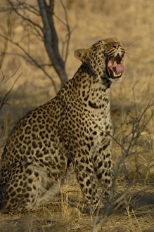 Images Dated 18th October 2005: Africa, Botswana
