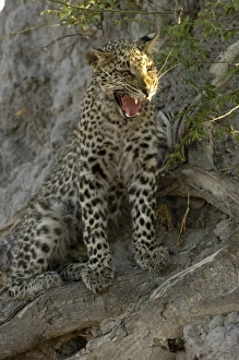 Images Dated 18th October 2005: Africa, Botswana