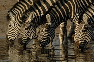Images Dated 18th October 2005: Africa, Botswana