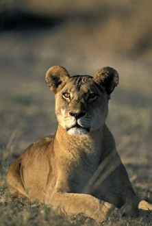 Africa, Botswana
