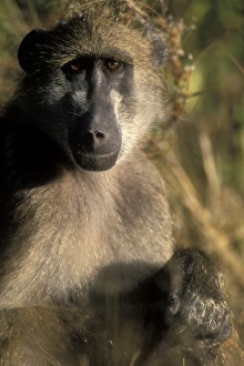 Africa, Botswana