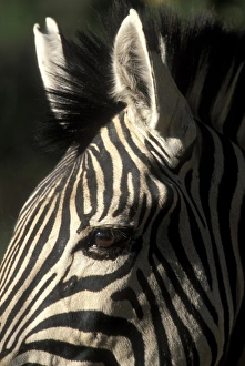 Africa, Botswana