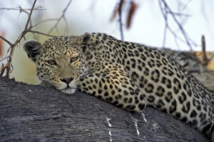 Africa, Botswana