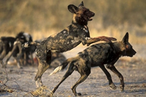 Africa, Botswana