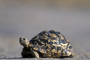 Africa, Botswana