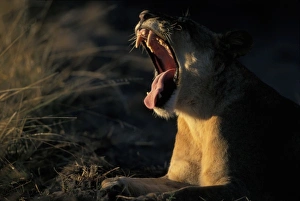 Africa, Botswana
